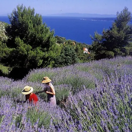 Antonija Stari Grad (Hvar)
